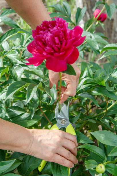 istock Female gardener with pruner shears peony flower 1276429816