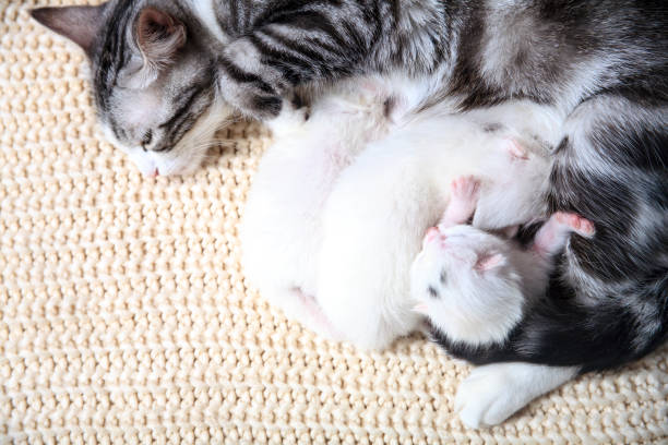 istock Very little kitten on the hand 1276430261