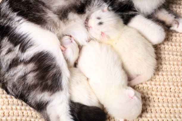 istock Very little kitten on the hand 1276430286
