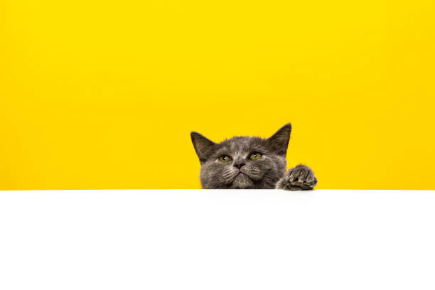 istock Scottish Straight ShortHair Gray Kitten Moving Up 1276432568