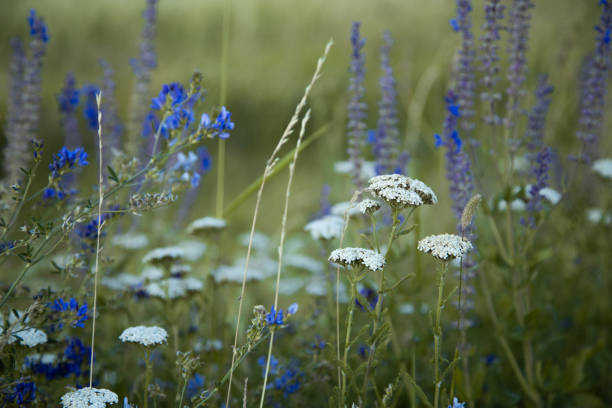 Wild flower cornflower, chamomile isolated on white background. wildflower