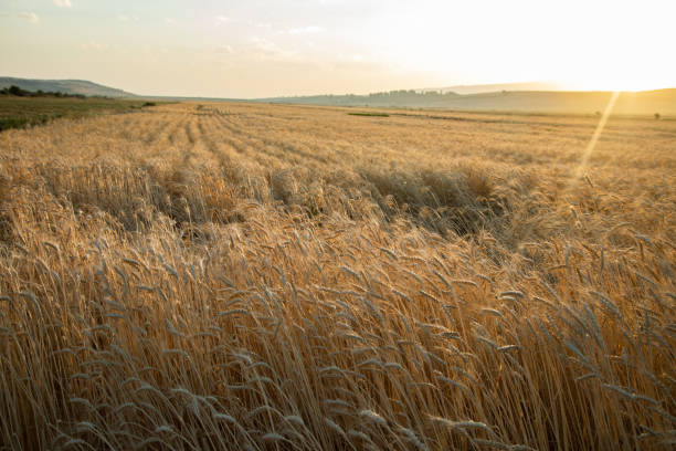 istock field of barley ears 1276433992