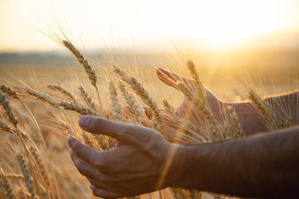 istock man touches the barley ears 1276434012