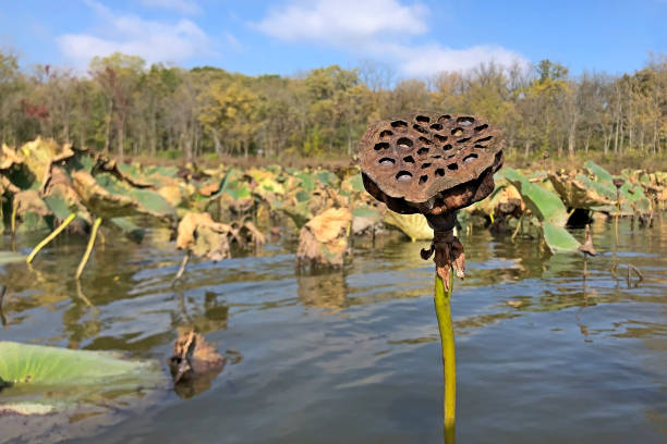 lótus solitário em uma lagoa rasa - introduced species - fotografias e filmes do acervo