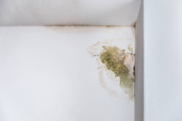 壁の隅にカビ - mold damaged toxic mold mildew ストックフォトと画像