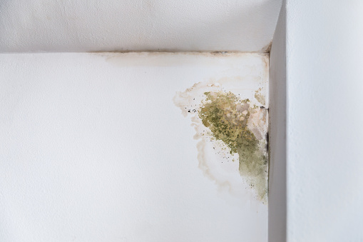 Mold in the corner of the wall.