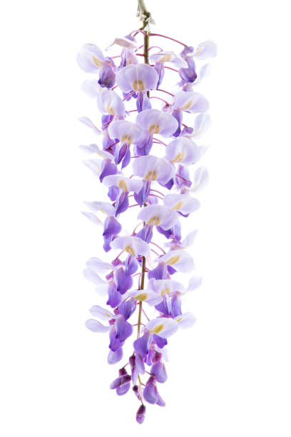 istock Wisteria flower isolated on white 1276434589
