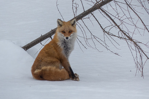 Wild Hokkaido Fox in a snow woodland during Winter sitting down