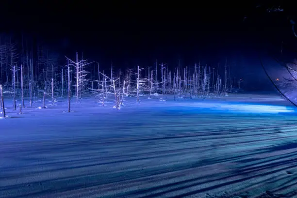 Aoiike Shirogane Blue Pond illuminated with blue lights to show the trees at night during the winter
