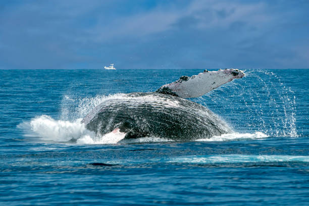 istock humpback whale breaching in cabo san lucas pacific ocean 1276435777
