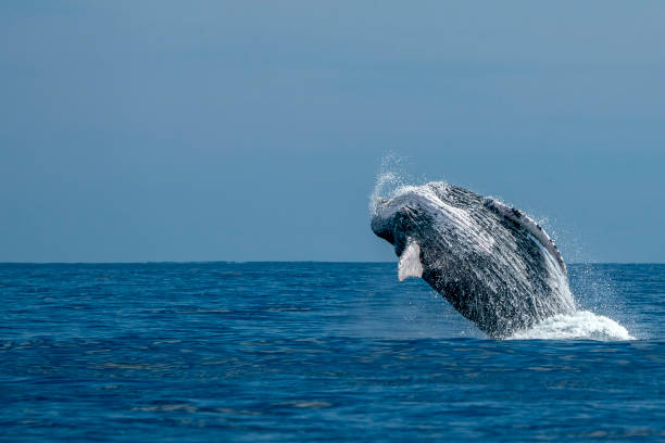 istock humpback whale breaching in cabo san lucas pacific ocean 1276435792