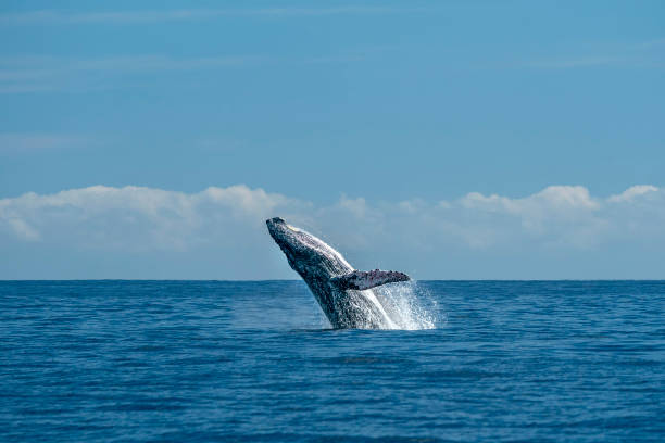 istock humpback whale breaching in cabo san lucas pacific ocean 1276435800