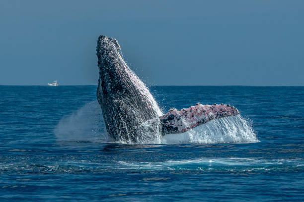 istock humpback whale breaching in cabo san lucas pacific ocean 1276435818