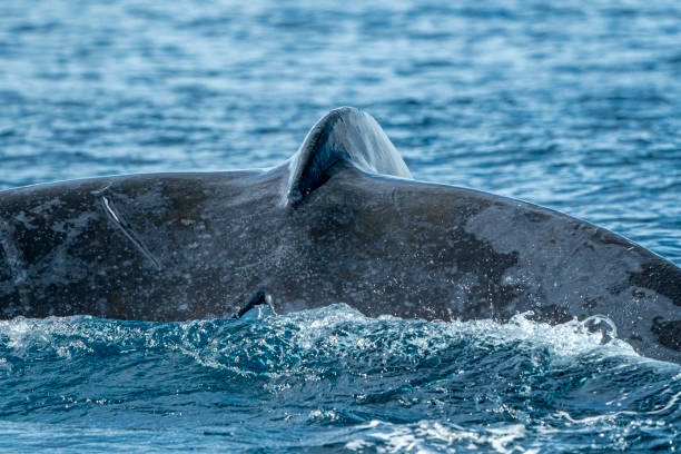 istock humpback whale tail close up in cabo san lucas 1276435835
