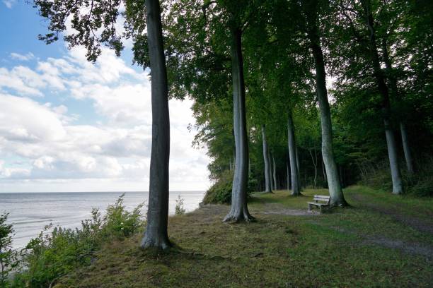 istock bench in forest Faneskov, Mon, Denmark, Baltic Sea, blue cloudy sky 1276436787
