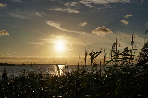 sunset in Harbolle Havn marina, beach grass, Moen Island, Denmark, Europe