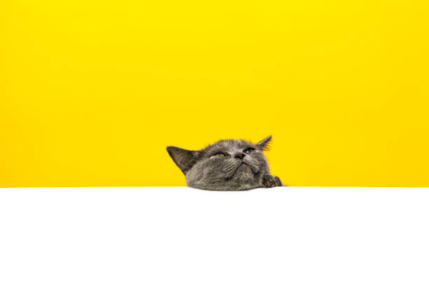 istock Scottish Straight ShortHair Gray Kitten Moving Up 1276436863
