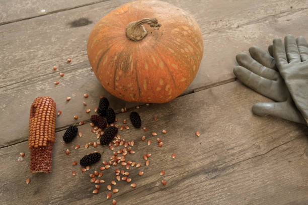 Orange pumpkins
