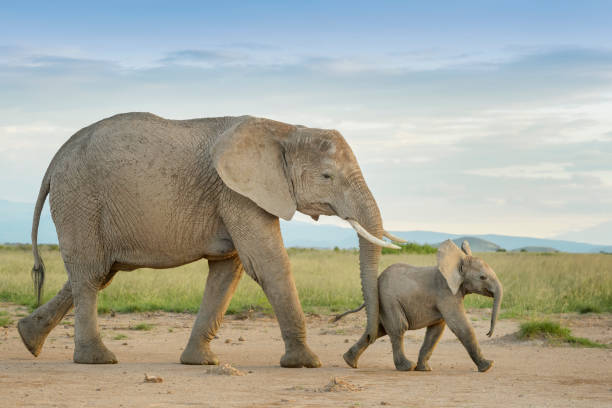 African Elephant (Loxodonta africana) African elephant (Loxodonta africana) and calf walking in grassland, calf pushed by mother, Amboseli national park, Kenya. african elephant stock pictures, royalty-free photos & images