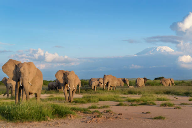 아프리카 코끼리 (록소돈타 아프리카) - prairie sky grass large 뉴스 사진 이미지