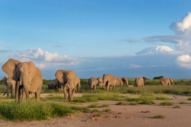 африканский слон (loxodonta africana) - prairie sky grass large стоковые фото и изображения