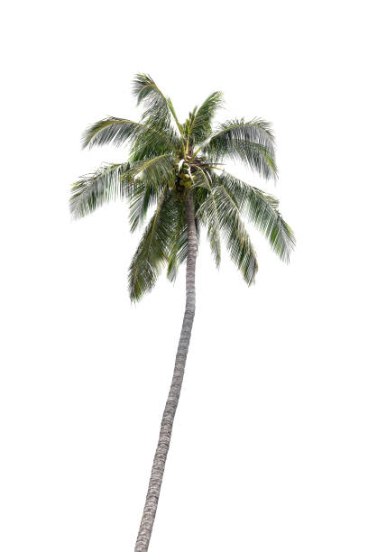 istock Coconut palm trees with blue sky and white cloud in background. 1276437593