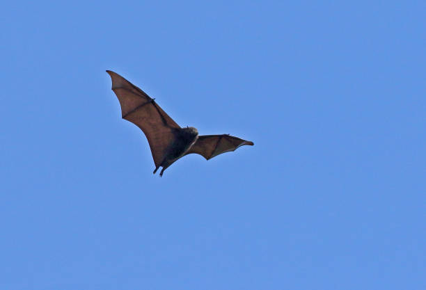 Christmas Island Flying-fox (Pteropus natalis) adult in flight, endangered species\