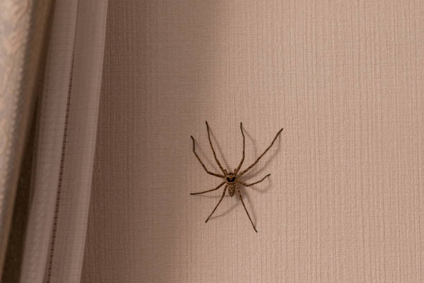 istock A large spider wandering in the living room 1276439219