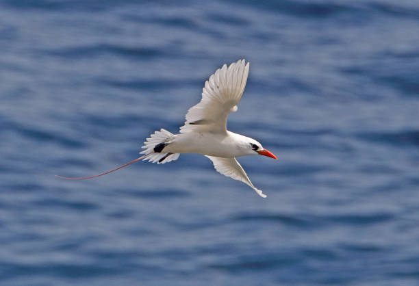 Red-tailed Tropicbird Red-tailed Tropicbird (Phaethon rubricauda westralis) adult in flight"n"nChristmas Island, Australia      July red tailed tropicbird stock pictures, royalty-free photos & images