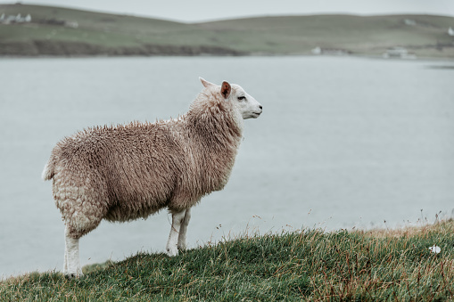 Sheep grazing in a meadow, Shetland Island, Scotland.
