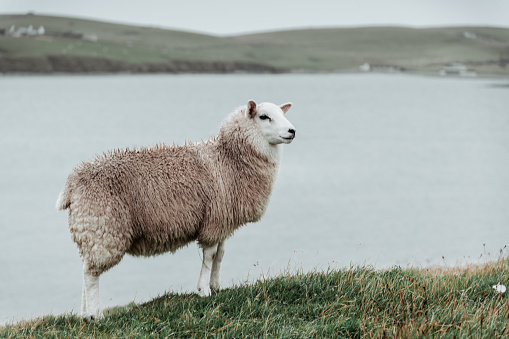 Sheep grazing in a meadow, with a lake in the background Shetland Island, Scotland.