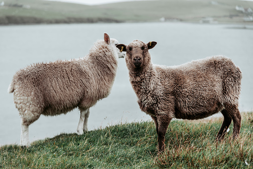 Two sheep grazing in a Shetland pasture on a cloudy day with a sea in the background, Shetland Island, Scotland.