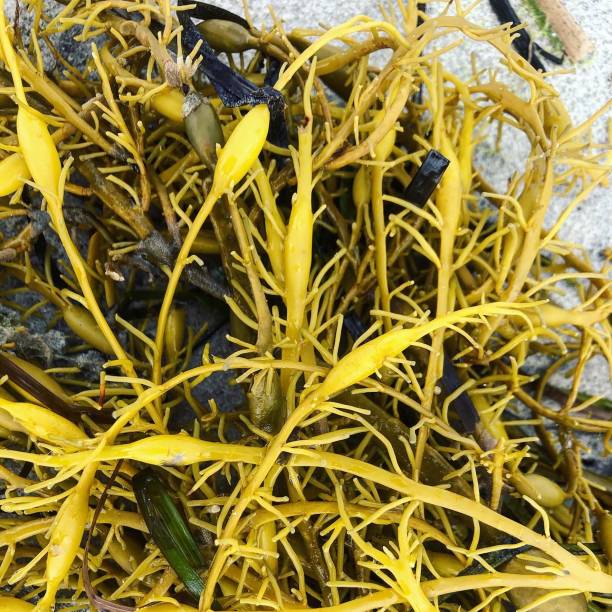 Bright Yellow Seaweed Close-up stock photo