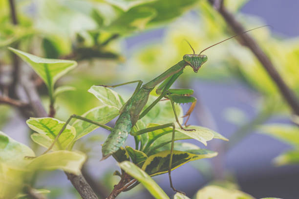 istock Green Mantis macro photo in branch 1276443761