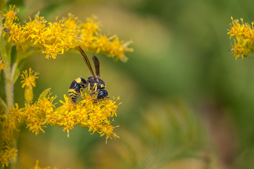 A mason wasp forages on a goldenrod in autumn.