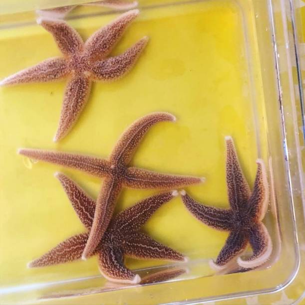 Living Starfish in Container stock photo