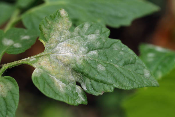 Fungal disease powdery mildew on a tomato leaf. White plaque on leaves. Close up. White plaque on leaves. Close up. hypha photos stock pictures, royalty-free photos & images