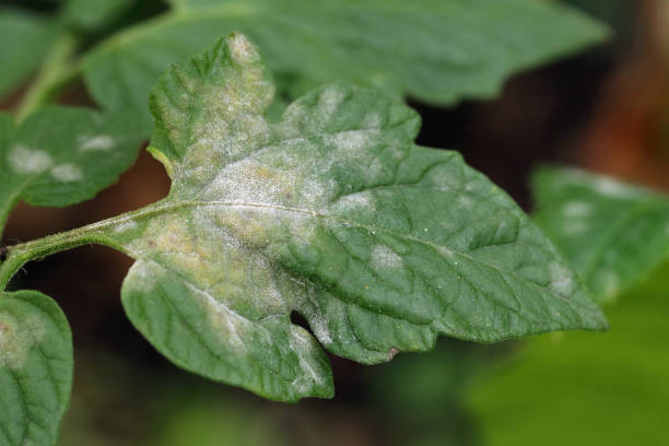 doença fúngica em pó em uma folha de tomate. placa branca nas folhas. feche. - fungus part - fotografias e filmes do acervo