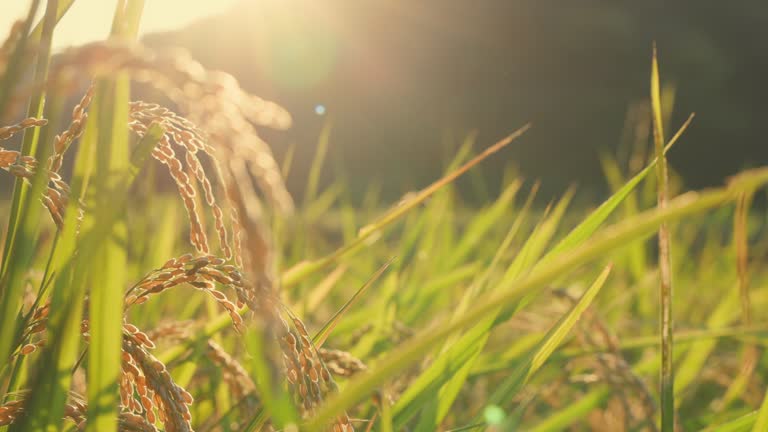 Inaho bathed in the light of dusk