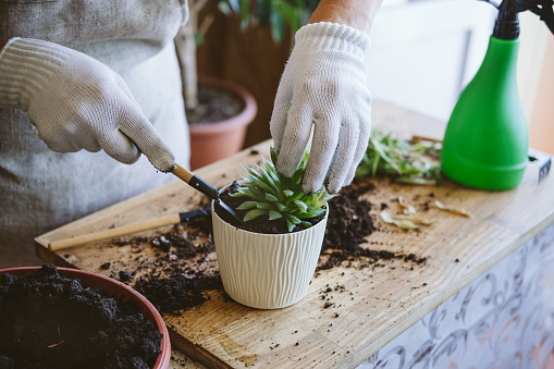 Home garden. How to Transplant Repot a Succulent, propagating succulents. Woman gardeners hand transplanting cacti and succulents in cement pots on the wooden table.
