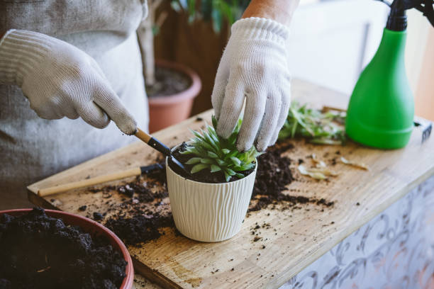Photo of Home garden. How to Transplant Repot a Succulent, propagating succulents. Woman gardeners hand transplanting cacti and succulents in cement pots on the wooden table.