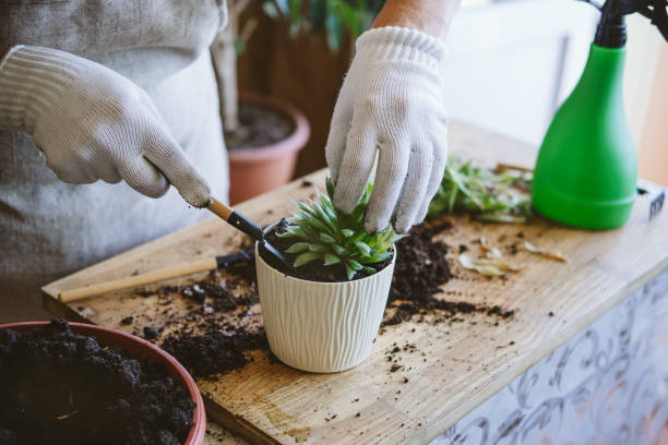 jardim da colina. como transplantar repot uma suculenta, propagando suculentas. mulheres jardineiros transplantando cactos e suculentos em potes de cimento na mesa de madeira. - sumarento - fotografias e filmes do acervo