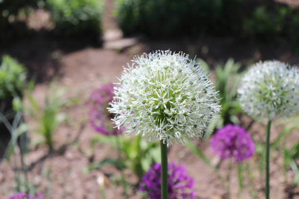 alto y blanco, como sugiere su nombre, allium 'mont blanc' es una espléndida belleza de flores de color blanco puro sobre tallos robustos y verticales. floreciendo a finales de la primavera hasta principios del verano. - late spring fotografías e imágenes de stock