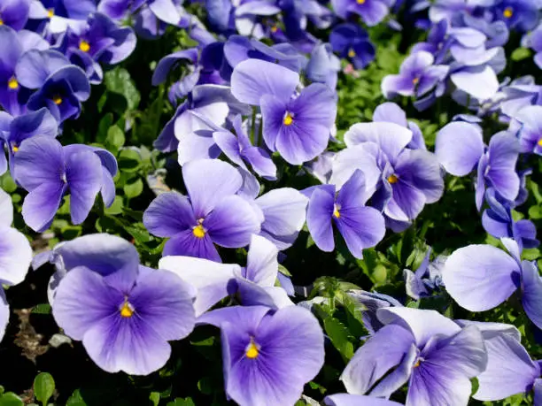 Flowering horned pansies in the spring