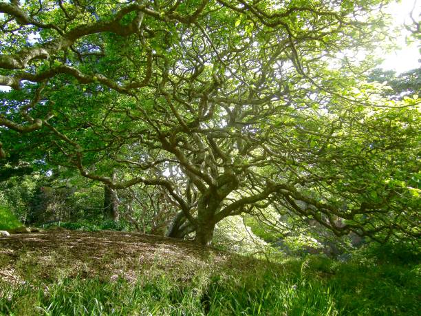 istock Gnarled Trees, Wellington Botanical Gardens 1276449606