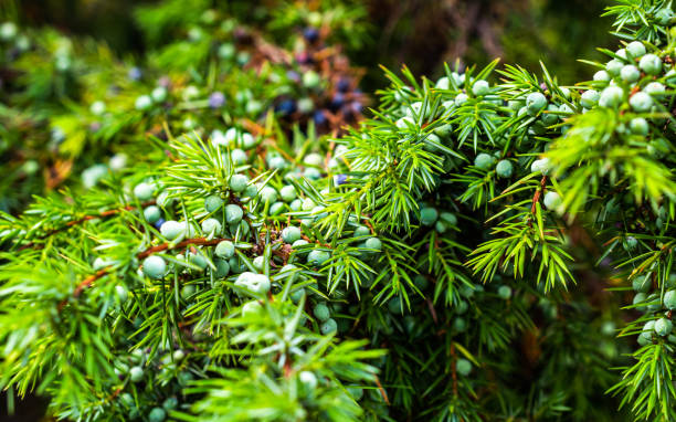 istock green juniper seeds on a beautiful sunny day 1276449738