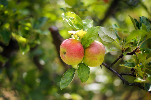 Jonathan apple on the tree