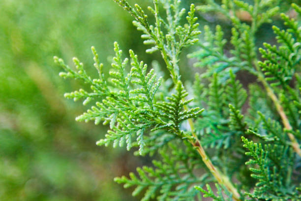 Thuja Thuja is a genus of coniferous trees in the Cupressaceae. There are five species in the genus, two native to North America and three native to eastern Asia. The genus is monophyletic and sister to Thujopsis. Members are commonly known as arborvitaes, thujas or cedars. thuja occidentalis stock pictures, royalty-free photos & images