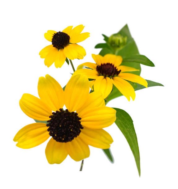 istock Black eyed susan flowers isolated on white background 1276453111