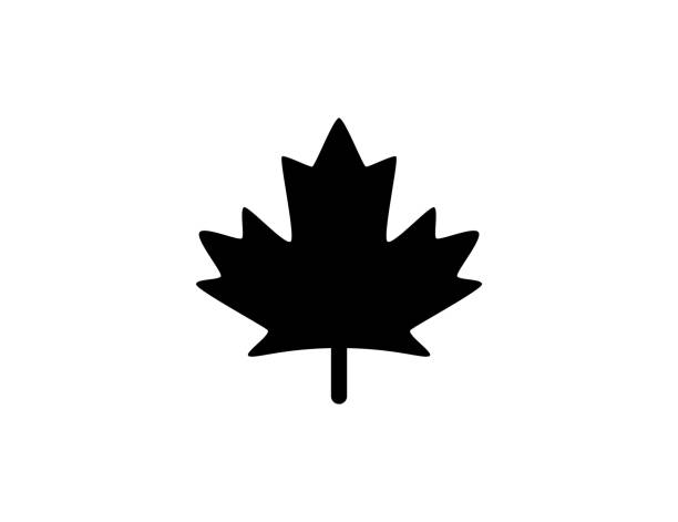 ilustraciones, imágenes clip art, dibujos animados e iconos de stock de icono de hoja de arce. símbolo canadiense. bandera de canadá. símbolo de hoja de arce aislado - vector - flag canadian flag patriotism national flag